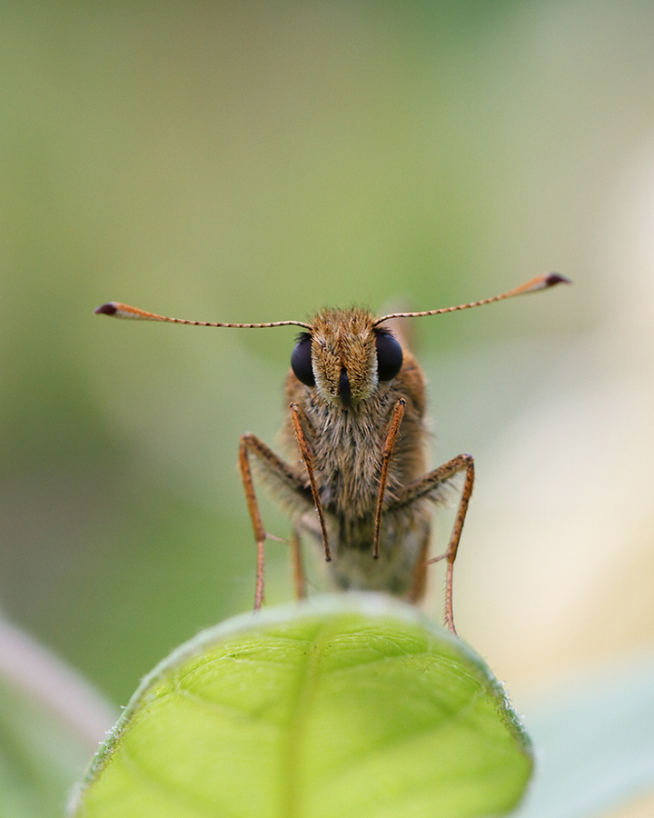 Ochlodes sylvanus ♀ conferma